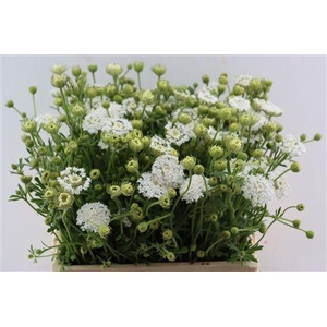 DIDISCUS WHITE