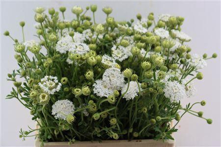 <h4>DIDISCUS WHITE</h4>