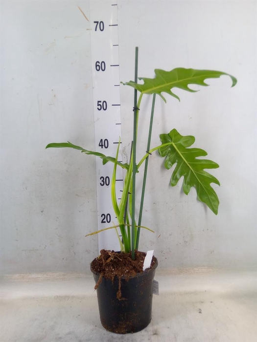 <h4>Philodendron   ...</h4>