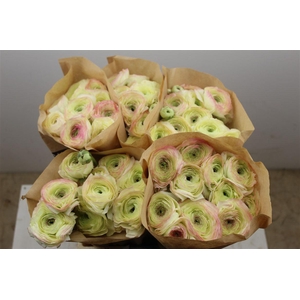 Ran Cloni Ex Felicidade