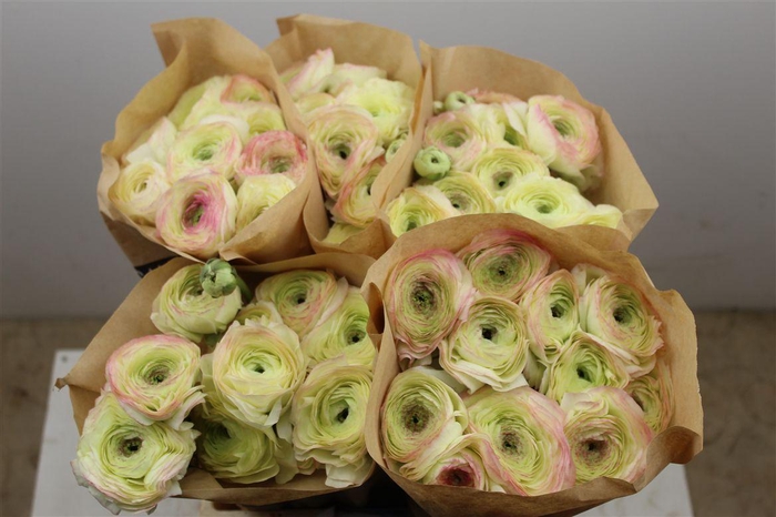 <h4>Ran Cloni Ex Felicidade</h4>