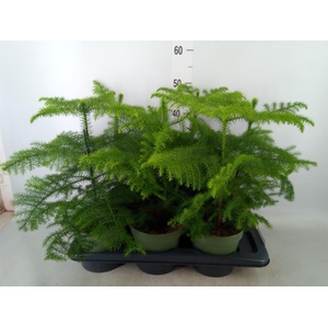 Araucaria heterophylla