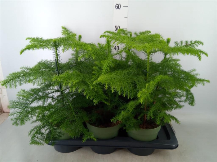 <h4>Araucaria heterophylla</h4>