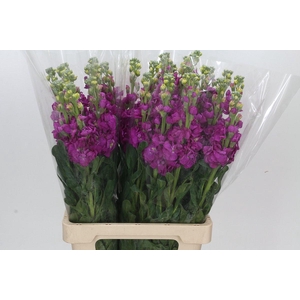 Matthiola Iron Hot Pink