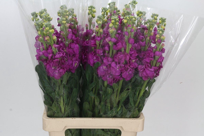 <h4>Matthiola Iron Hot Pink</h4>