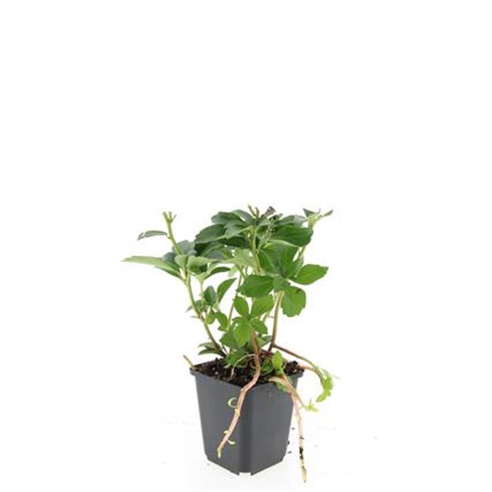 <h4>Pachysandra terminalis</h4>