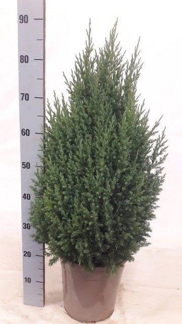 <h4>JUNI CH STRICTA</h4>