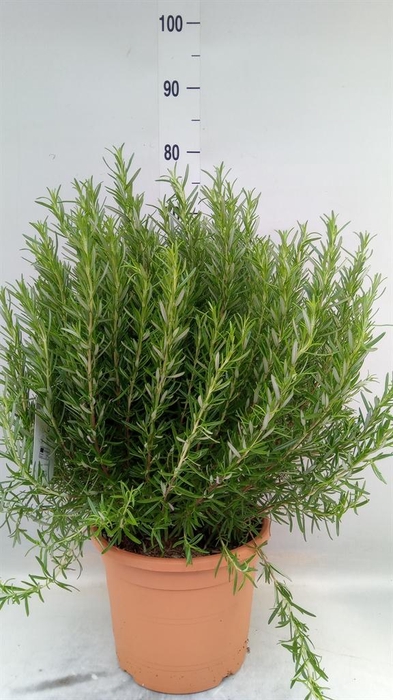 <h4>Rosmarinus offi.   ...</h4>