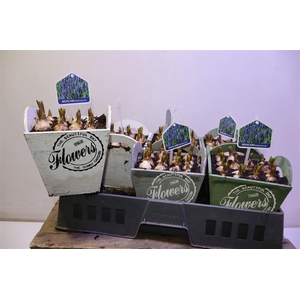 arr8 Arr Muscari In Houten Hengsel Bakje