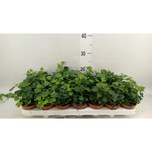 Hedera helix 'Wonder'