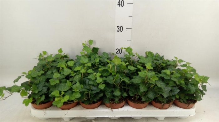 <h4>Hedera helix 'Wonder'</h4>