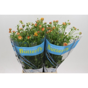 Ranunculus Butterfly Vestalis