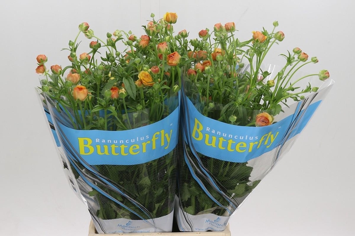 <h4>Ranunculus Butterfly Vestalis</h4>