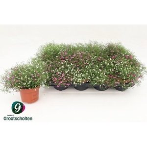 GYPS MURALIS GEM POT