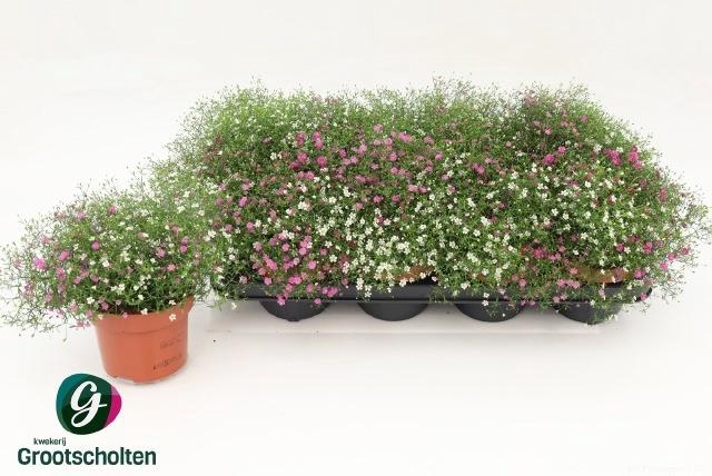 <h4>GYPS MURALIS GEM POT</h4>