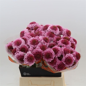 Scabiosa Atropurpurea Focal Scoop Popsicle