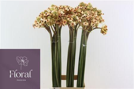 <h4>ORNIT KLB H%</h4>