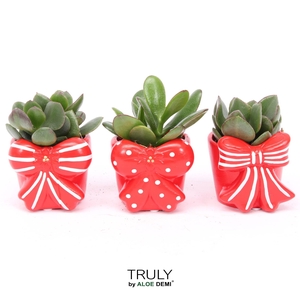 TRULY Crassula, Bow