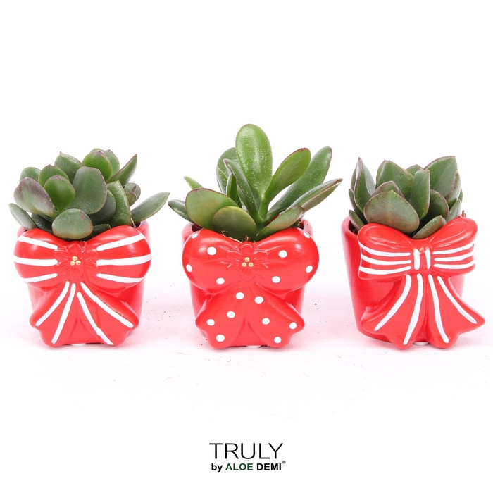 <h4>TRULY Crassula, Bow</h4>