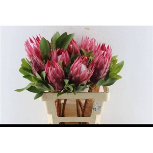 PROTEA CY MADIBA
