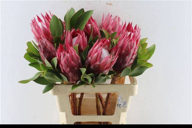 <h4>PROTEA CY MADIBA</h4>