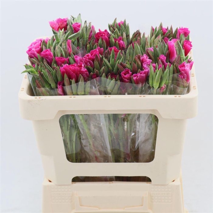 <h4>Clarkia Grace Red</h4>