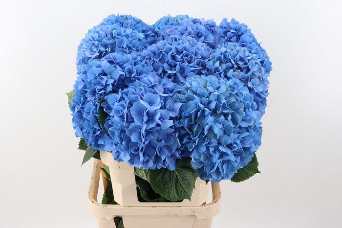 <h4>Hydr M Ch Pimpernel 100cm</h4>
