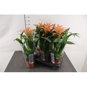 Guzmania 12 Cm. P. Melissa