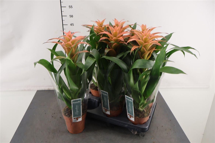 <h4>Guzmania 12 Cm. P. Melissa</h4>