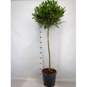 Laurus nobilis