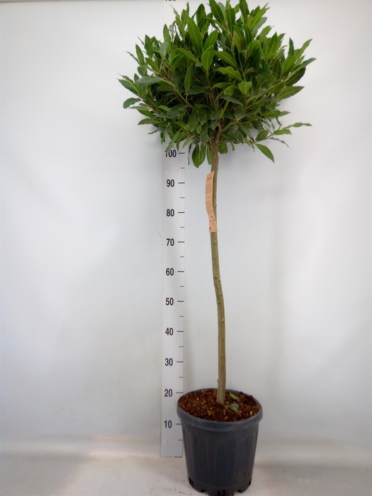 <h4>Laurus nobilis</h4>