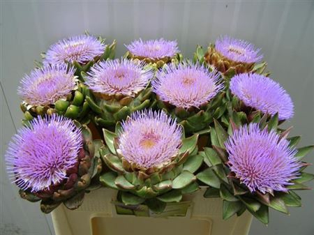 Cynara Scolymus