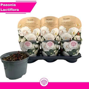 PAEONIA OV