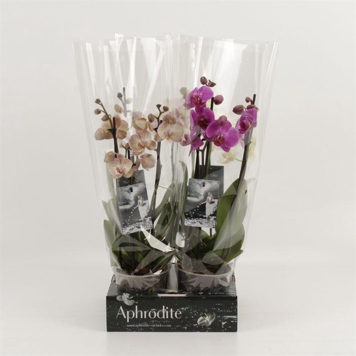 <h4>Phal Gemengd 3 Tak Goddess</h4>