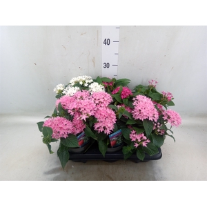 Pentas lanceolata 'Starclust' ..mix