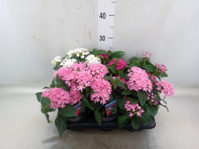 <h4>Pentas lanceolata 'Starclust' ..mix</h4>