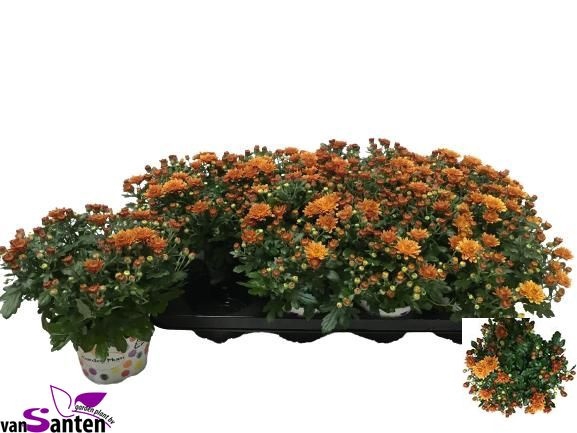 <h4>CHRY GARD DOU ORANGE</h4>