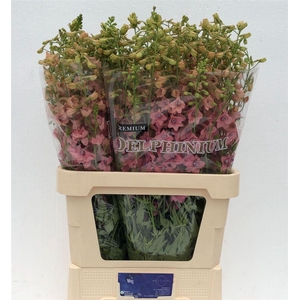 Delph En Premium Pink Sensation
