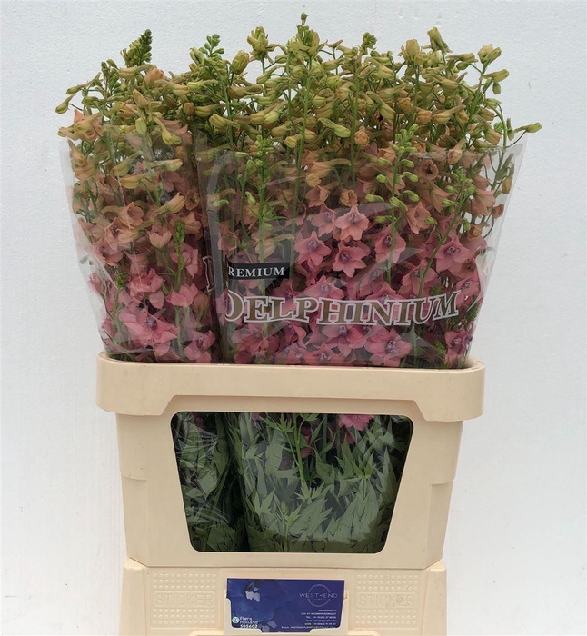 <h4>Delph En Premium Pink Sensation</h4>