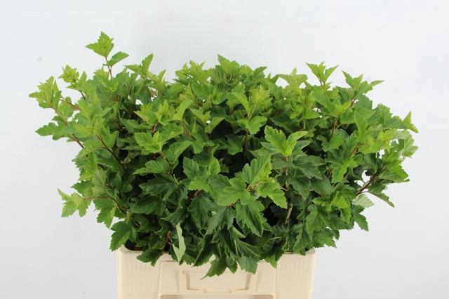 <h4>PHYSOCARPUSBLAD GREEN 060CM</h4>
