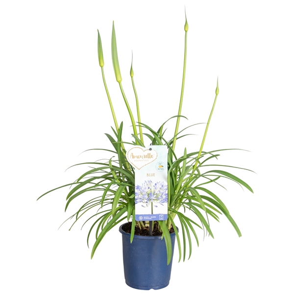 Agapanthus Amourette Superb