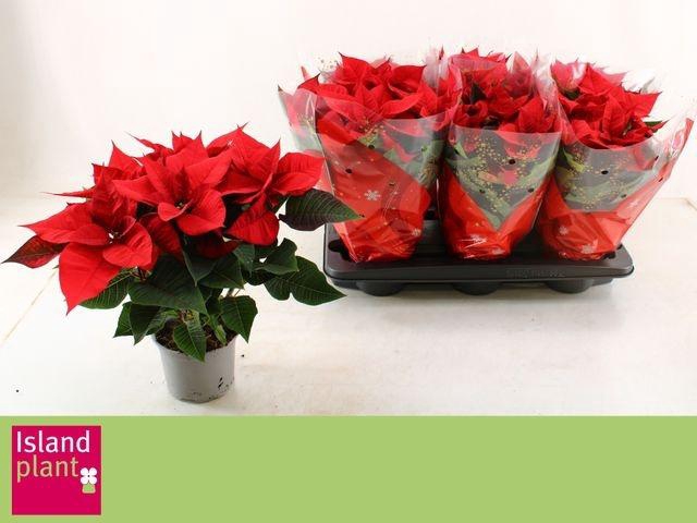 <h4>POINSETTIA CHR UNIVERS P13</h4>