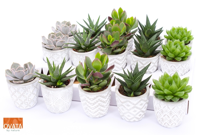 <h4>Succ Gemengd Keramiek Stockholm</h4>