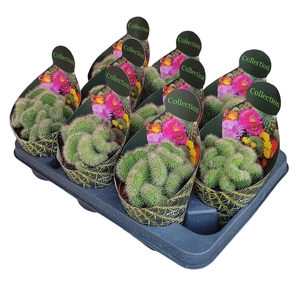 CACTUS OV