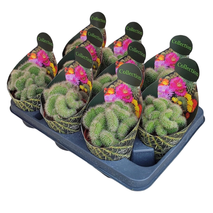 <h4>CACTUS OV</h4>