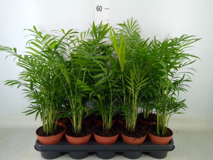 <h4>Chamaedorea elegans</h4>