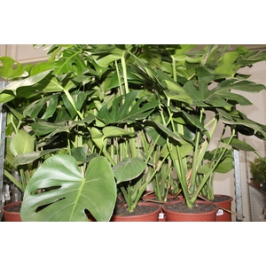 MONSTERA DELICIOSA P23