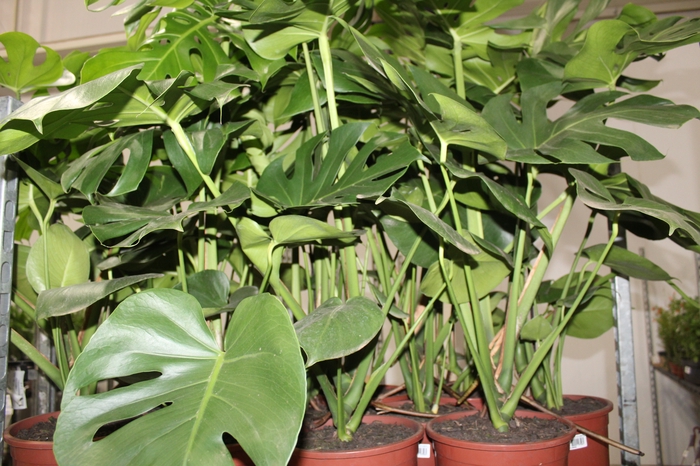 <h4>MONSTERA DELICIOSA P23</h4>