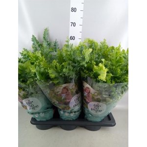 Phlebodium aureum 'Davana'