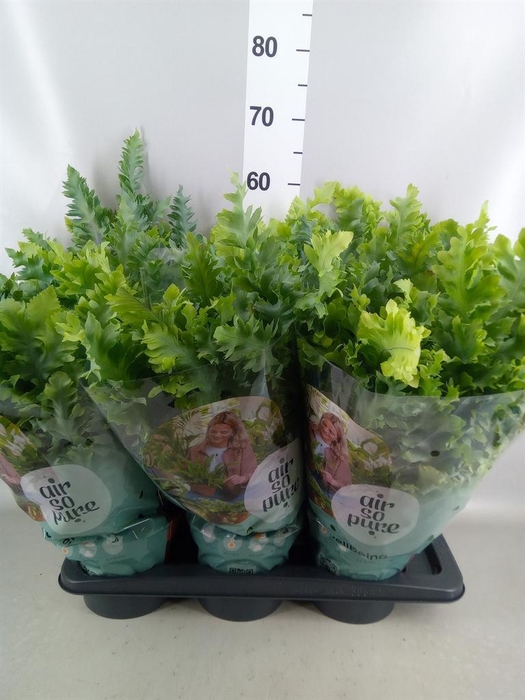 <h4>Phlebodium aureum 'Davana'</h4>